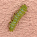 Io Moth Caterpillar
