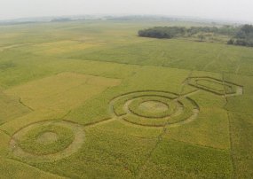 Crop circle di cikarang