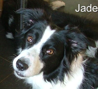 [Jade[3].jpg]