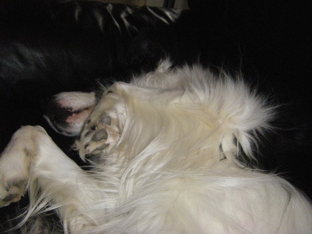 [Jade having a tummy rub[3].jpg]