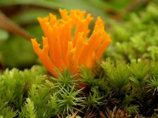 Calocera viscosa Yellow Stagshorn was found in Treshnish wood on 11th 