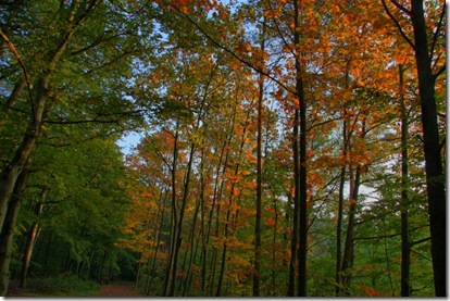 walldorf wald_2610 (1024x683) walldorf wald_2610 (1024x683)