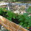 Celery Tall Utah 52/70 Improved