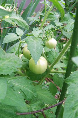 Tomatoes developing on the plant