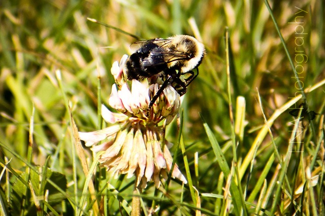 [bumblebee-2[1].jpg]