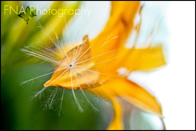 dandelion-30 dandelion-30
