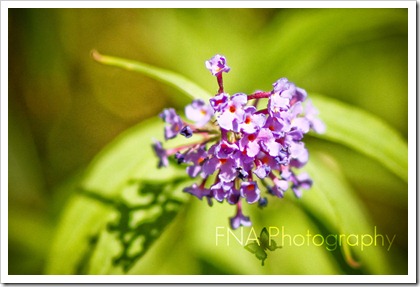 flowers-4 flowers-4