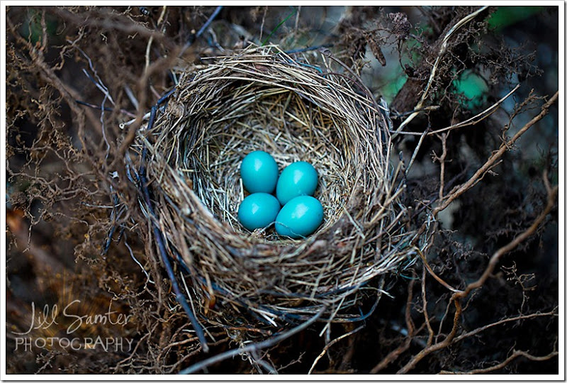 nest-3630 nest-3630