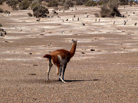 Punta Tombo Photo
