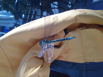 Dragonfly