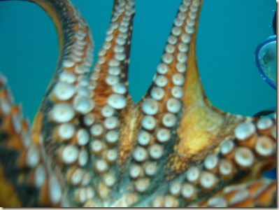 Octopus (27)