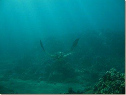 Spotted Eagle Ray (2)