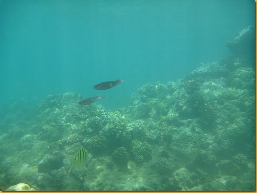 Snorkel at Keawakapu-31