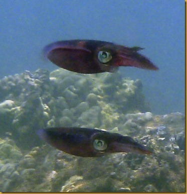 Snorkel at Keawakapu-80