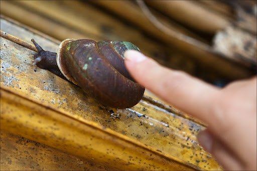 Сейшелы. Пальмовый лес.