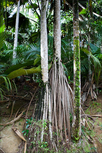 Сейшелы. Пальмовый лес.