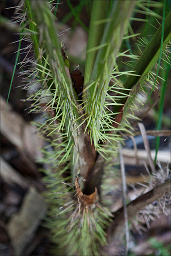 Сейшелы. Пальмовый лес.