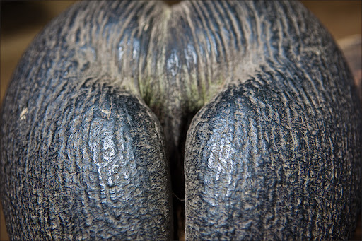 Сейшелы. Пальмовый лес.