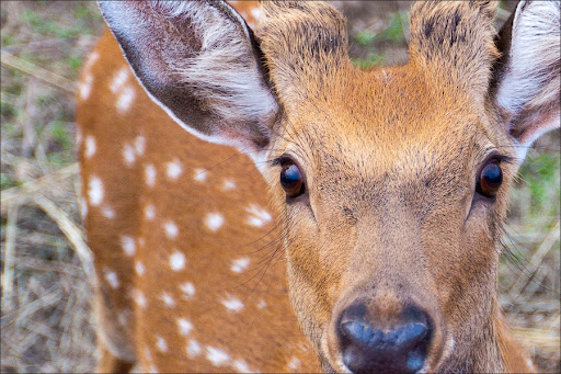 Пятнистый олень подмосковья.
