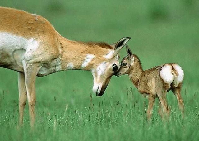 [BambiAndMother0015.jpg]