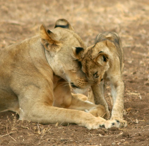 [57652_Lioness & Cub[3].jpg]