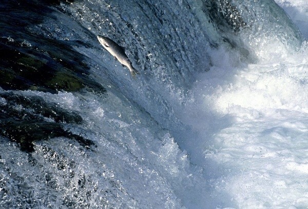 [Swimming__Salmon_Alaska[3].jpg]