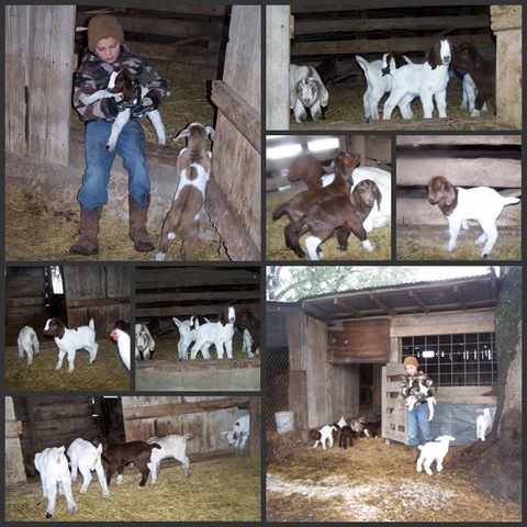 [goats24.jpg]