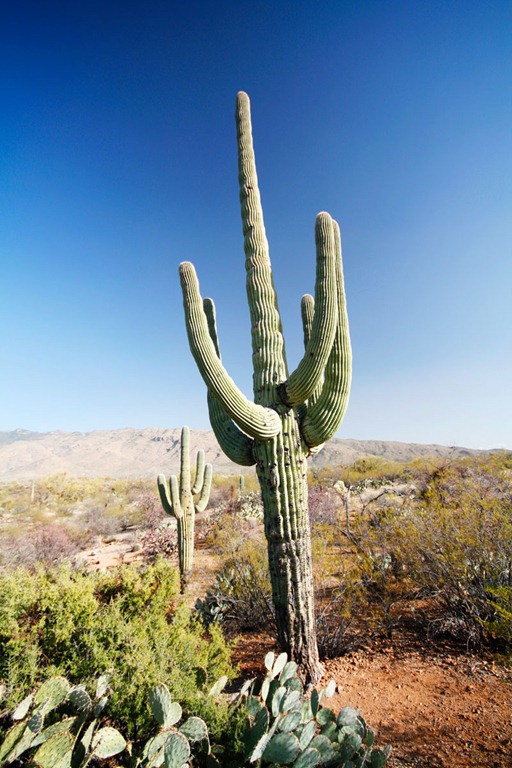 [tucson24.jpg]
