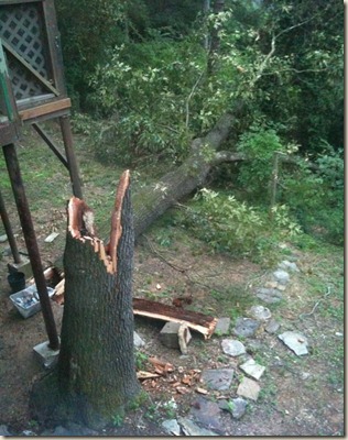 tree