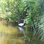 gator food