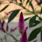 One of the best self-seeding plants ever.