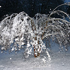 Poor crepe myrtle.