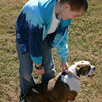 Linus and Gigi, the neighbor's pregnant English Bulldog.