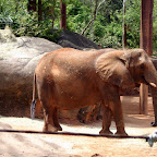 Smiling Elephant