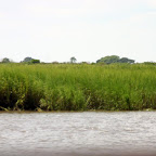 Marsh grass