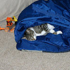 Lazy cat.