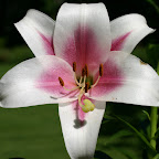 Oriental lily.
