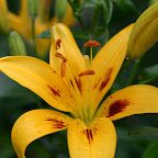 Lily.