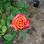 Doe Doe's Rose