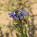 Sea Rocket