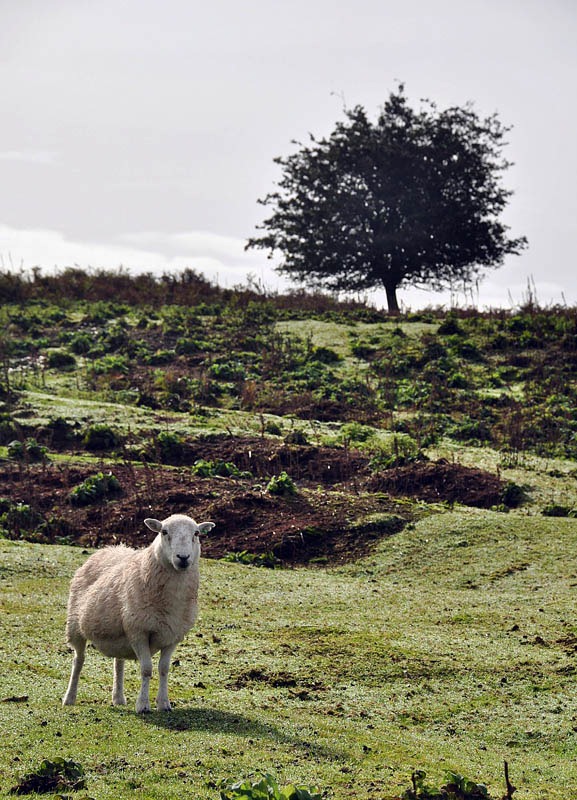 [Clee Hill sheep[3].jpg]