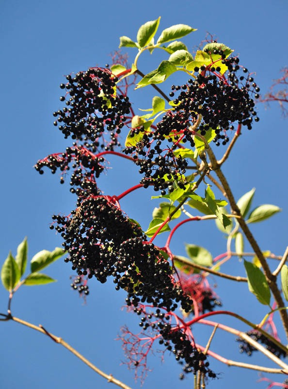 [Elderberries[3].jpg]