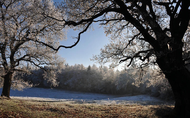 [Fiery Fields trees 2[3].jpg]