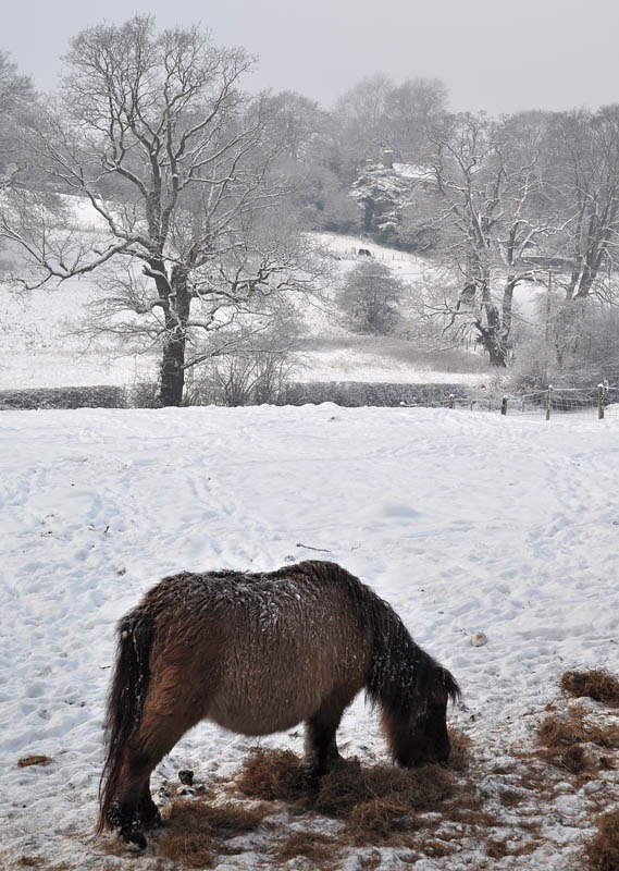 [Winter feed[8].jpg]