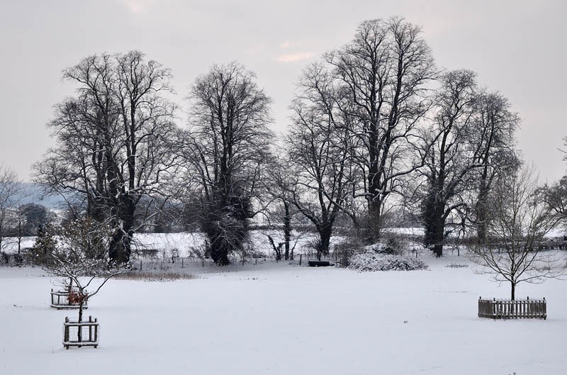 [Benthall trees[3].jpg]