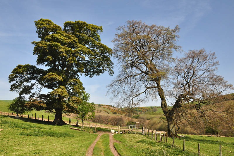 [Darnford trees[4].jpg]