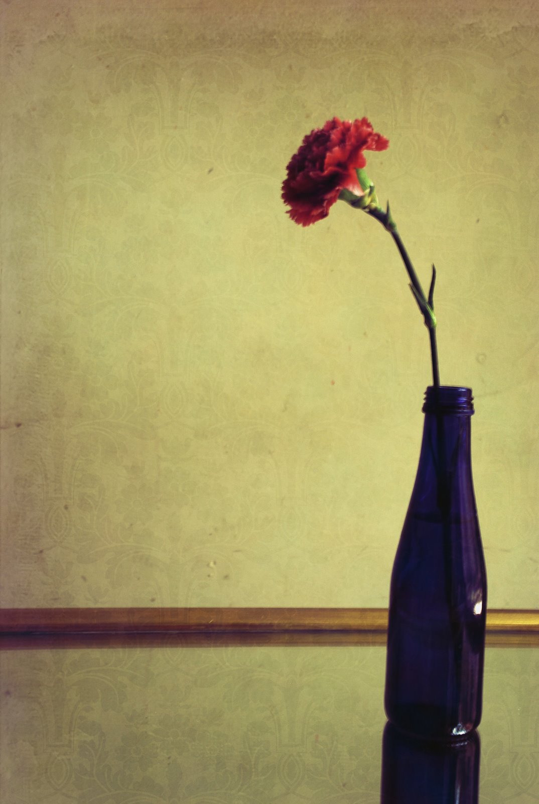 [Lone+Carnation.jpg]