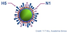 H5N1 virus