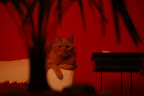 DSC_0011.JPG