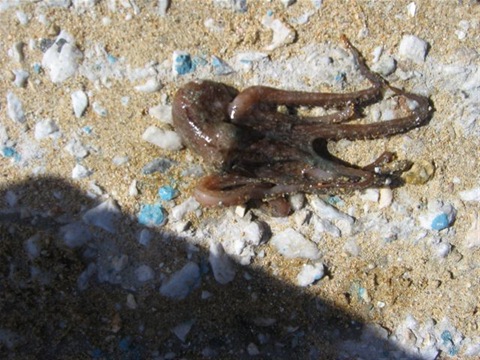 [KATHARISMOS LIMANIOY 2009 103[15].jpg]